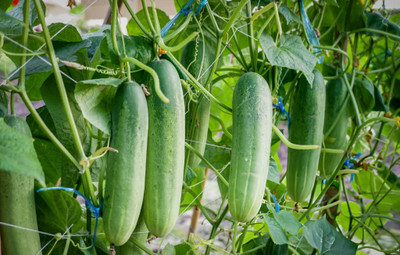 Seedsilk Store Cucumber Hybrid Vegetables Seed(50 per packet)