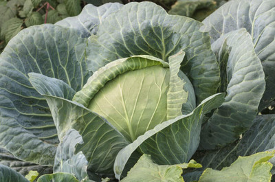 WILLVINE SCI -XII Brunswick Cabbage - Brassica oleracea [10g] Seed(3000 per packet)