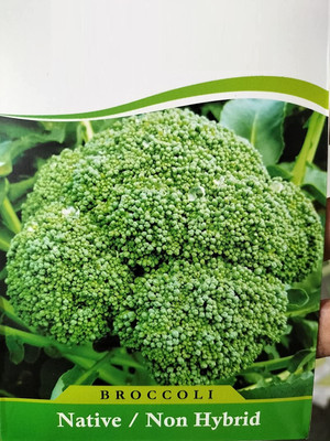 CYBEXIS LXI-90 - Atlantis Broccoli - (1350 Seeds) Seed(1350 per packet)