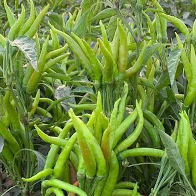 LIFELEX Chilli Plant Seed(59 per packet)