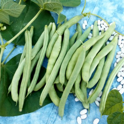 PMA Gwar Fali/Cluster Beans/Beans Seed Seed(25 per packet)