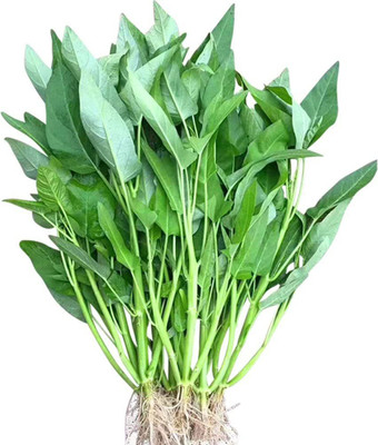 CYBEXIS Ipomoea aquatica Chinese Watercress Plants Seeds2000 Seeds Seed(2000 per packet)