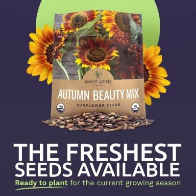 CYBEXIS GBPUT-10 - Autumn Beauty Sunflower - (1350 Seeds) Seed(1350 per packet)