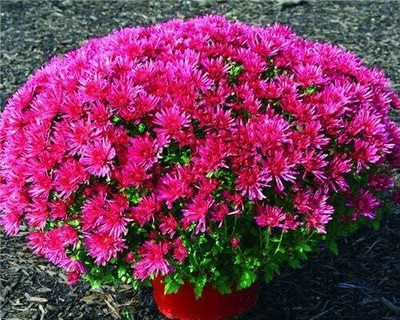 Qualtivate VXI-261 Red Chrysanthemum Seeds Seed(25 per packet)