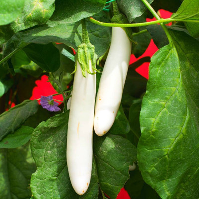 Jui White Brinjal, Safed Baingan, Sada Begun Seed(200 per packet)