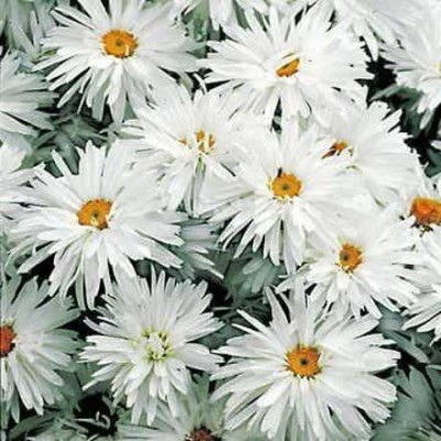 CYBEXIS NDIR-17 - Crazy Daisy Shasta Daisy Huge Pedal Variety Mix - (180 Seeds) Seed(180 per packet)