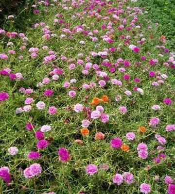 Aywal 11'o Clock Flower Seed(70 per packet)