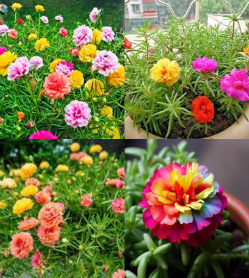 ibains moss rose seeds all colours 83 Seed(83 per packet)