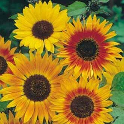 Aywal Red Sunflower Seeds Seed(240 per packet)