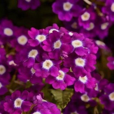 ORAKLE Violet with Eye Verbena Flower Seed(80 per packet)