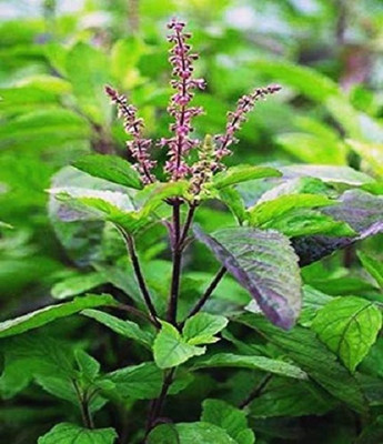 KNESSiN Holy Indian Tulsi-{2000 Seeds} Seed(2000 per packet)