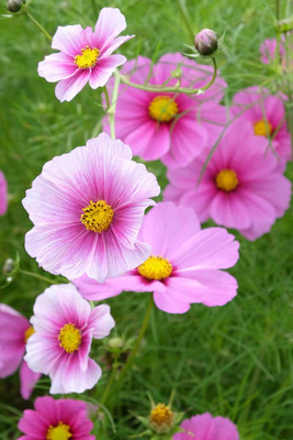 ZIXA Cosmos Daydream Seed(30 per packet)
