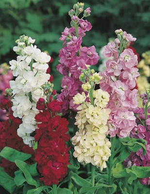 LPR STOCK Seed(15 per packet)
