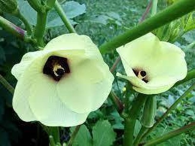 greenfarm XCVI- Long Okra Seeds / Bhindi Seeds Pure Organic , 250 x Seeds , j43 Seed(250 per packet)