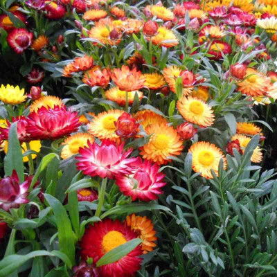 KANAYA Helichrysum Seed(80 per packet)