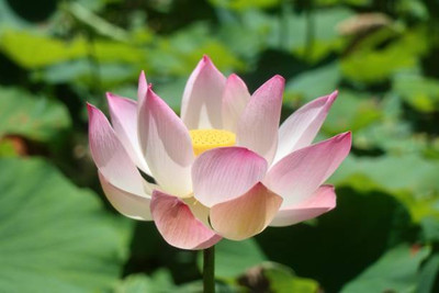 OMAZE lotus,kamal seeds Seed(15 per packet)