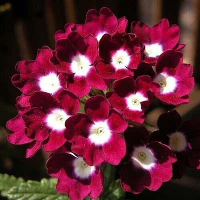 Quentova VERBENA OBSESSION PERENNIAL FLOWER-XIL-10T Seed(50 per packet)