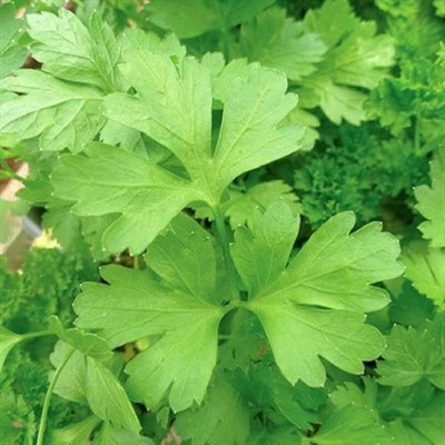 Qualtivate TLX-213 Organic Plain/Single Parsley Seeds Seed(500 per packet)