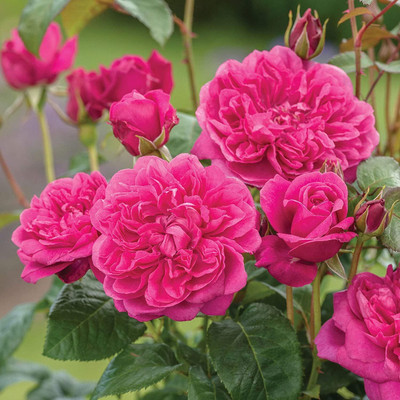 CRGO ROSE , GULAAB Seed(70 per packet)