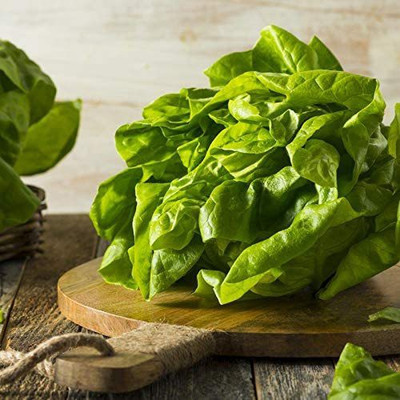 VibeX ® XLR-407 Lettuce Seeds Buttercrunch Butterhead Seed(200 per packet)
