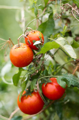 HOLIC STORE tomato Seed(145 per packet)