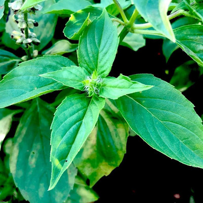 Aywal Krishna Tulsi Seed(20 per packet)