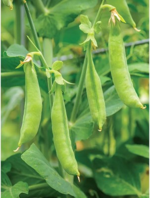 Quentova Peas-VISHVA-9N Seed(50 per packet)