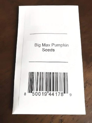 VibeX ® LXI-720 Big Max Pumpkin Seeds Seed(50 per packet)