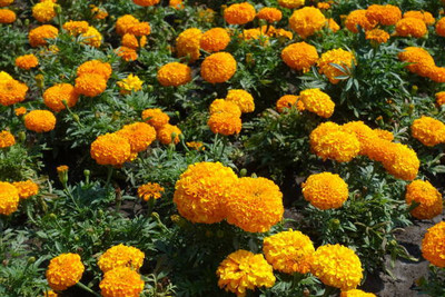 Sandhya Darshan marigold,gende ka phool Seed(30 per packet)