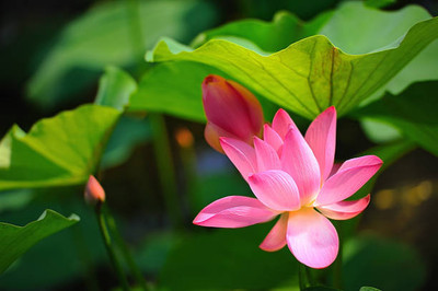 Liance lotus,kamal gatta Seed(15 per packet)