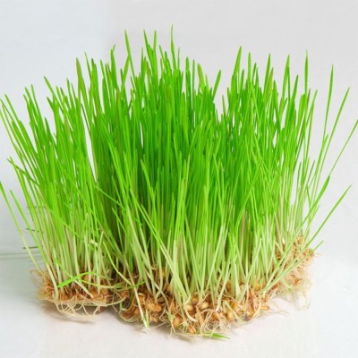 CRGO BLACK WHEATGRASS , KALA GEHUN Seed(3000 per packet)