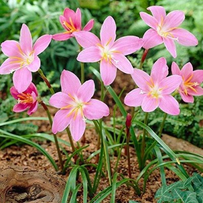 DIVINE ®EF- Mixed Color and Hybrid Flower Seeds -0A56 Seed(20 per packet)