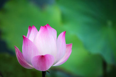 GOROOT lotus,kamal gatta Seed(11 per packet)