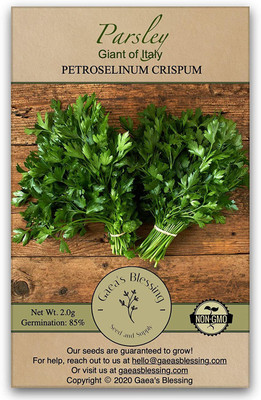 CYBEXIS PAU-62 - Parsley - Italian Giant - (2250 Seeds) Seed(2250 per packet)