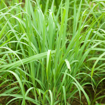 CYBEXIS Culinary Herb Seed Packet:Lemongrass-100 Seeds Seed(100 per packet)
