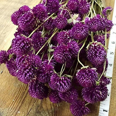 Qualtivate TLX-20 Globe Amaranth Purple ~Gomphrena Seeds Seed(50 per packet)