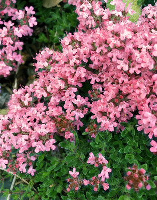 CYBEXIS XL-12 - Creeping Thyme Ground Cover - (1350 Seeds) Seed(1350 per packet)