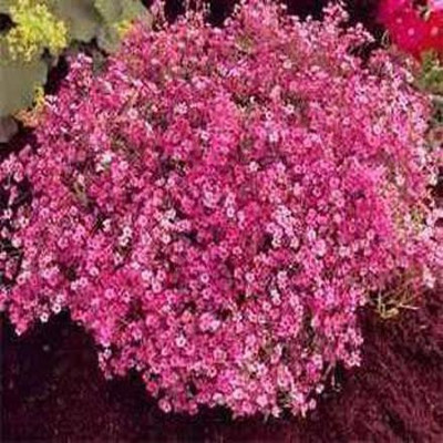 Mozette Gypsophila flower Seed(24 per packet)