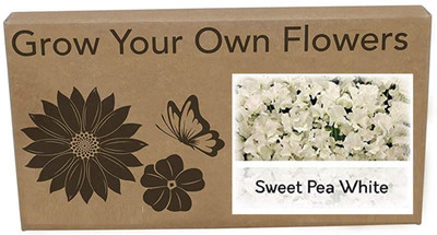 CYBEXIS Sweet Pea Royal white Flower Seeds400 Seeds Seed(400 per packet)