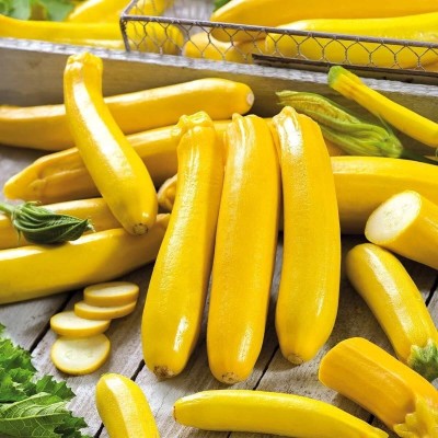 Qualtivate HYB-3A Zucchini Yellow Heirloom Seeds Seed(30 per packet)