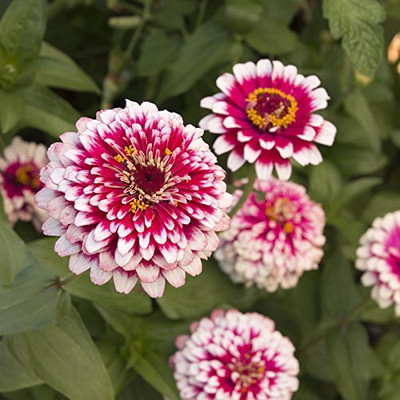 VibeX XLL-69 - Zinnia Mix Hybrid Flower - (90 Seeds) Seed(90 per packet)