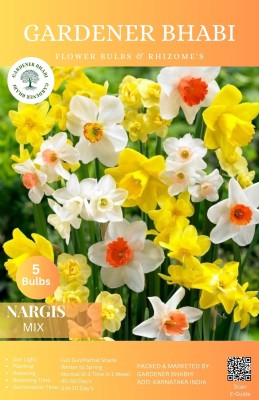 Gardener Bhabi Imported Nargis Mix Flower Bulbs For All Season Seed(5 per packet)