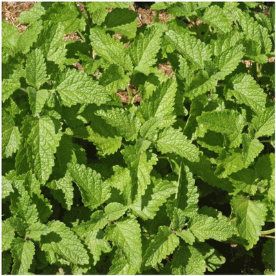 WILLVINE XLL-88 Capricata Citronella Lemon Balm Seed(1000 per packet)