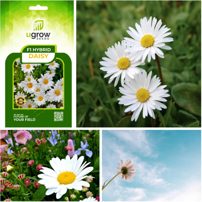 Finiox GARDENIFY INIDAF1 HYBRID DAISY: COLORFUL BLOOMS WITH UNIQUE PETAL PATTERNS DAISY Seed(20 per packet)
