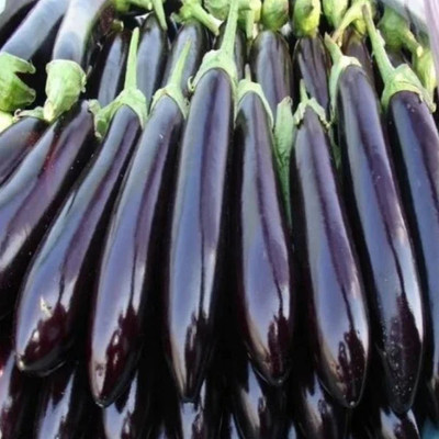 VEDHAHI Long Brinjal Seed(30 per packet)