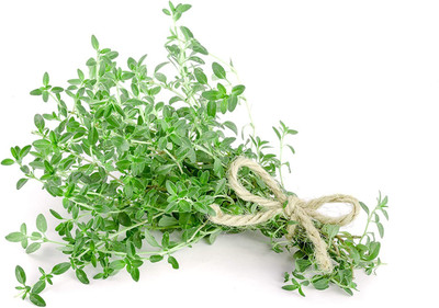 CYBEXIS KGF -54 - Herbs Thyme Common - (150 Seeds) Seed(150 per packet)
