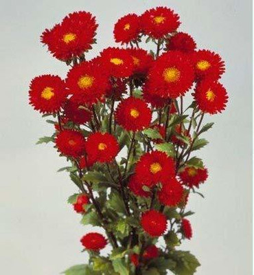 Lorvox Aster Seed(32 per packet)