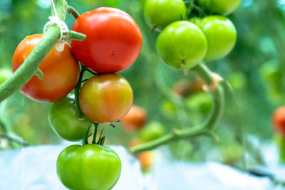 Palak capsicum tomato Seed(105 per packet)