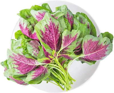 CYBEXIS NBIR-25 - Tricolor Amaranthus - (750 Seeds) Seed(750 per packet)