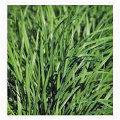 CYBEXIS NBIR-93 - Chives - (750 Seeds) Seed(750 per packet)